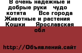 В очень надежные и добрые руки - чудо - котята!!! - Все города Животные и растения » Кошки   . Ярославская обл.